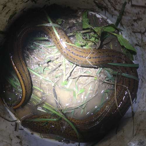 管家婆正版管家和男子在湖边被蛇咬伤与男子在湖边被蛇咬伤视频